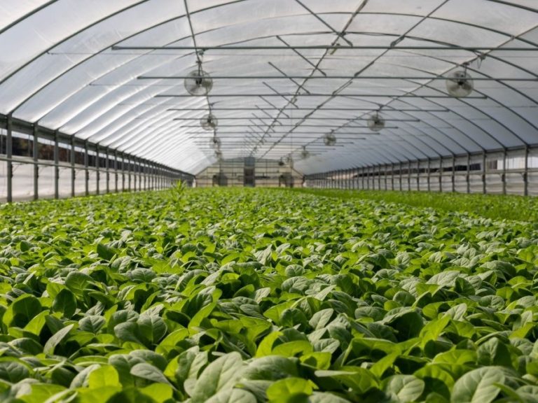 Should You Install Fans To Help Ventilate Your Greenhouse?