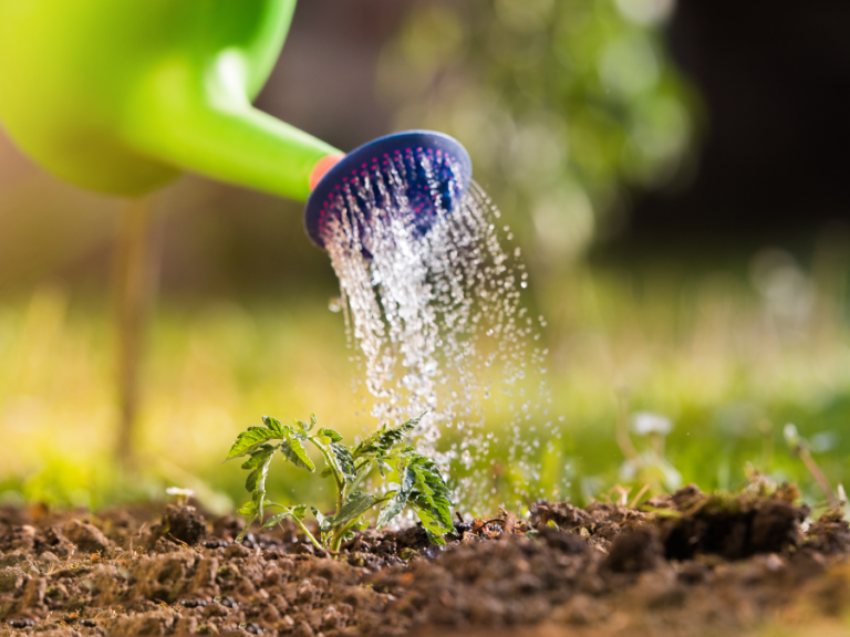 Should You Water Vegetable Plants Every Day?
