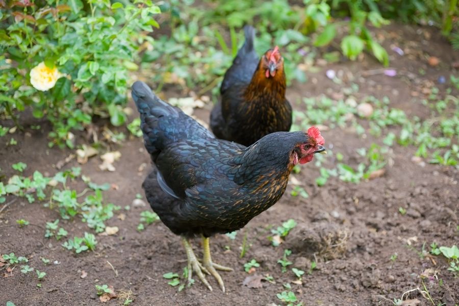 Australops backyard hens, black with blue and brown feathers.