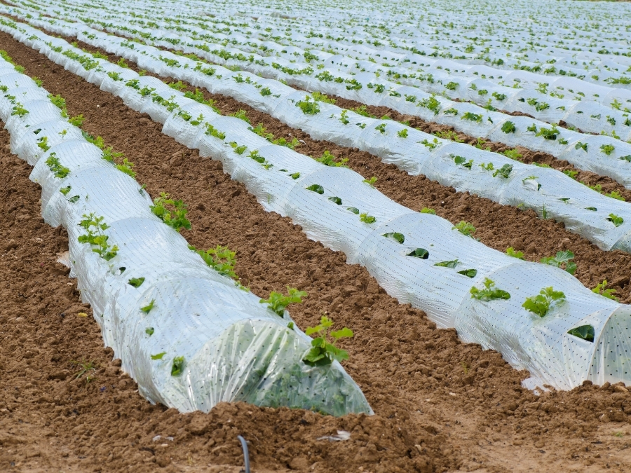 Rows of vegetables with covers to Keep Your Greenhouse Warm