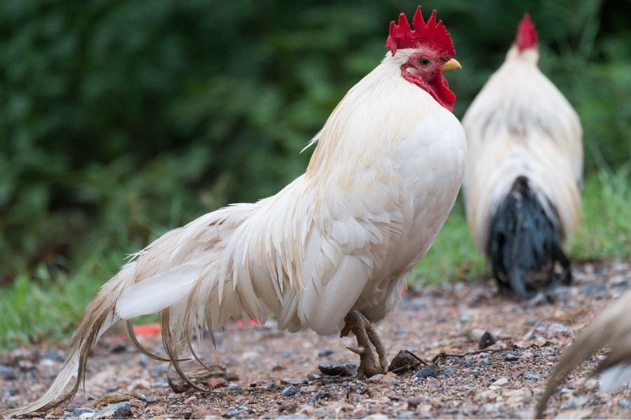 Leghorn backyard chicken