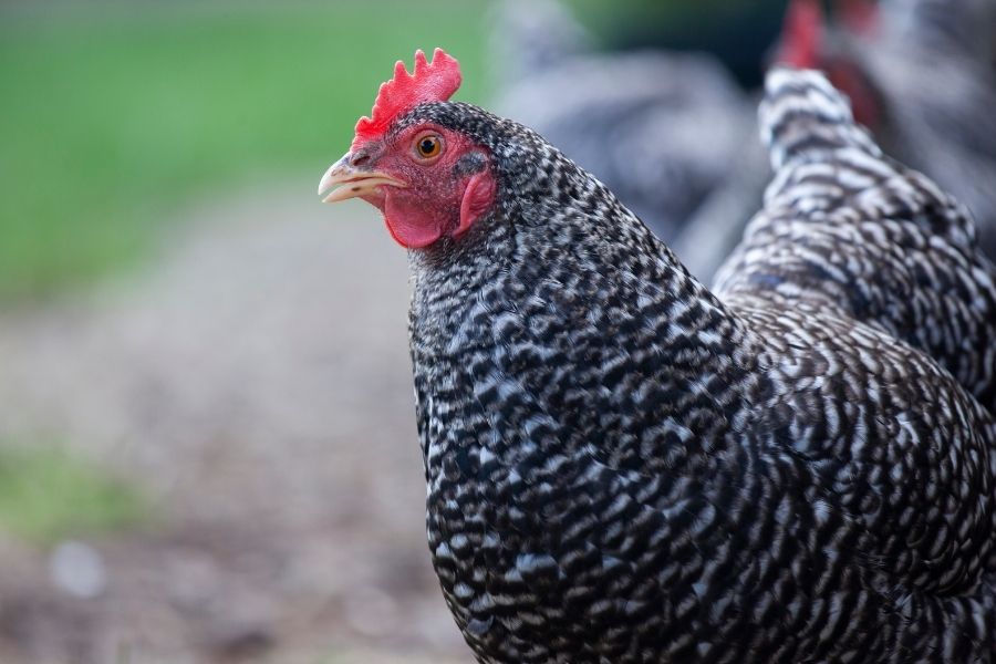 Plymouth Rock chickens, a mixture of black and white feathers. l