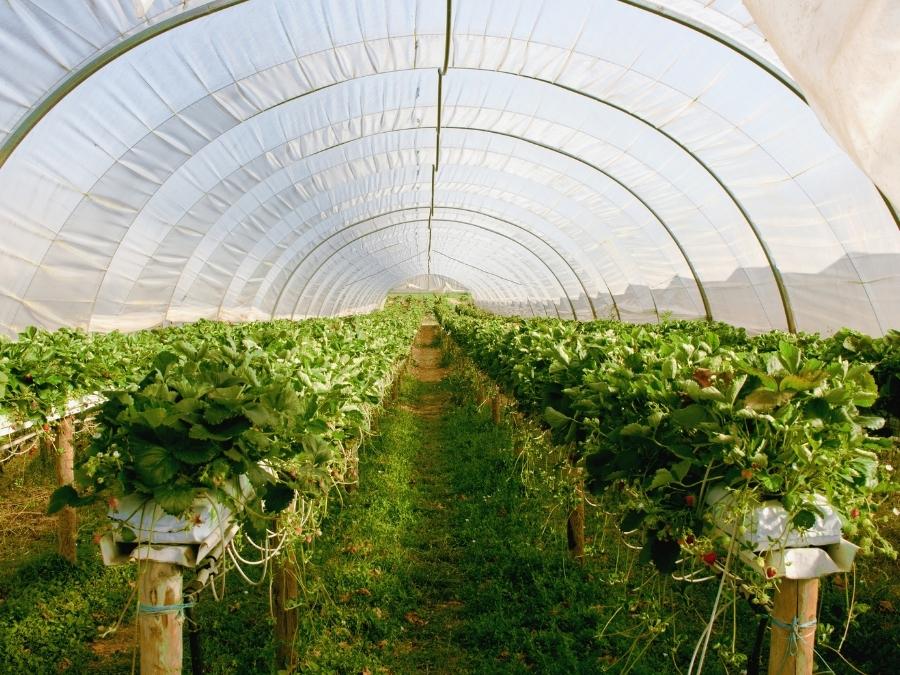 Inside of greenhouse with rows of vegetables. 