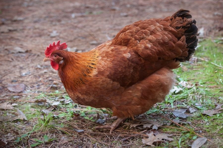 Rhode Island Red backyard chicken, orange and brown coloured. 