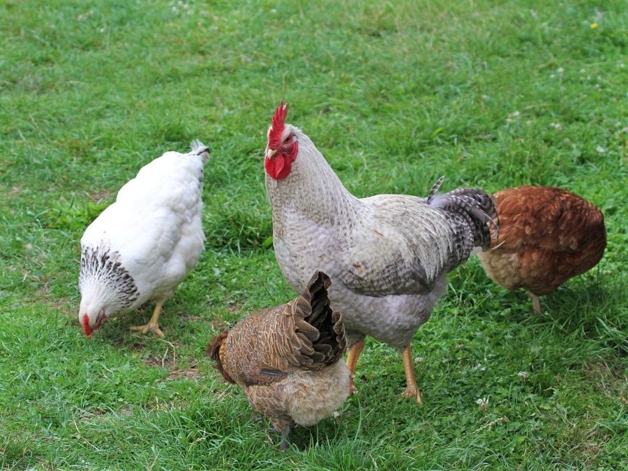 Three Hens eating grass with a rooster standing guard. 