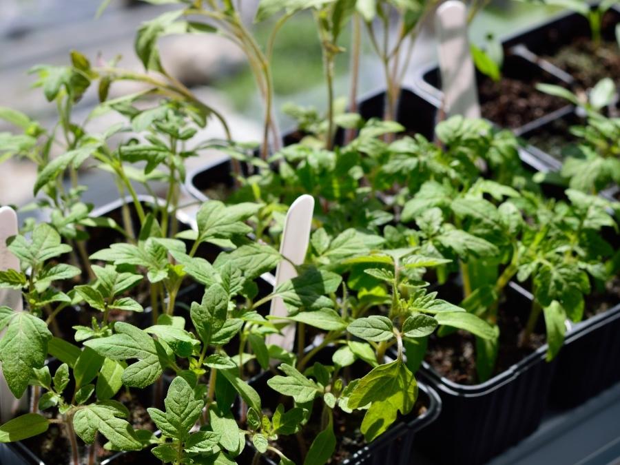 Garden seedlings on a heating pad. 