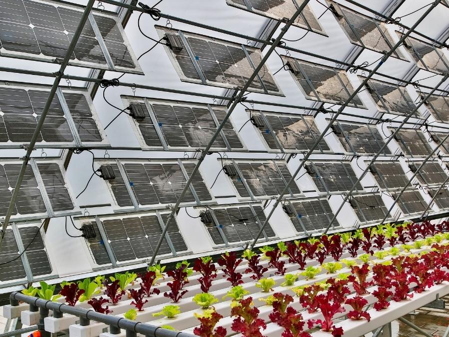 Solar panels inside of a greenhouse.