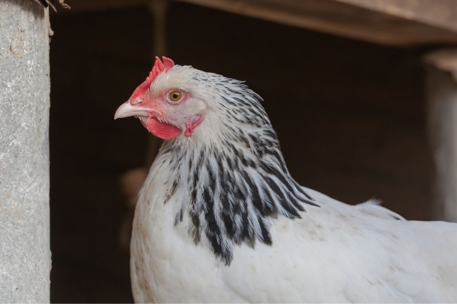 Sussex Backyard Chicken