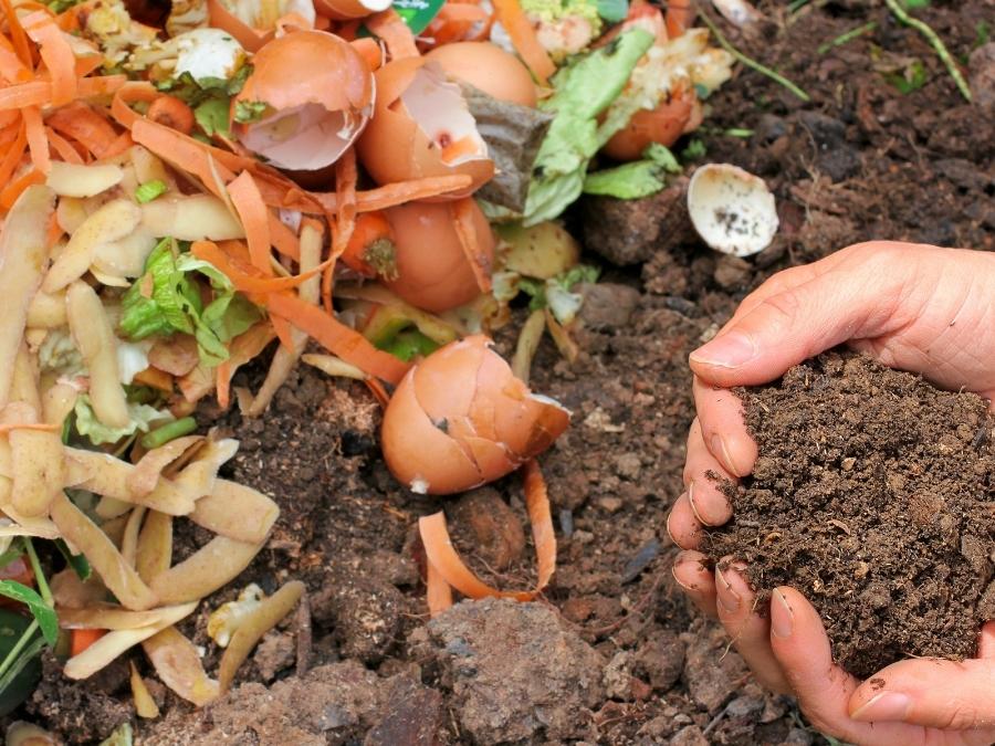 Soil in hands with vegetable compost beside it. 