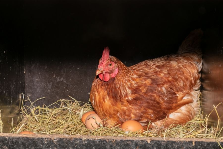 Chicken laying eggs in nesting boxes.