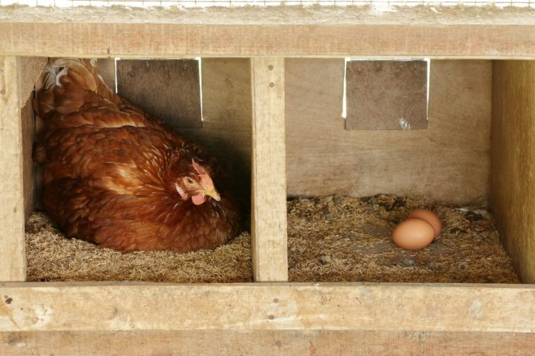Do Chickens Need Nesting Boxes? Why Or Why Not