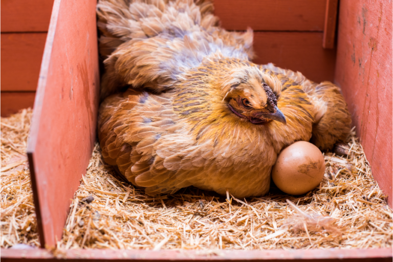 Why Chickens Eat Their Own Eggs & How To Stop It