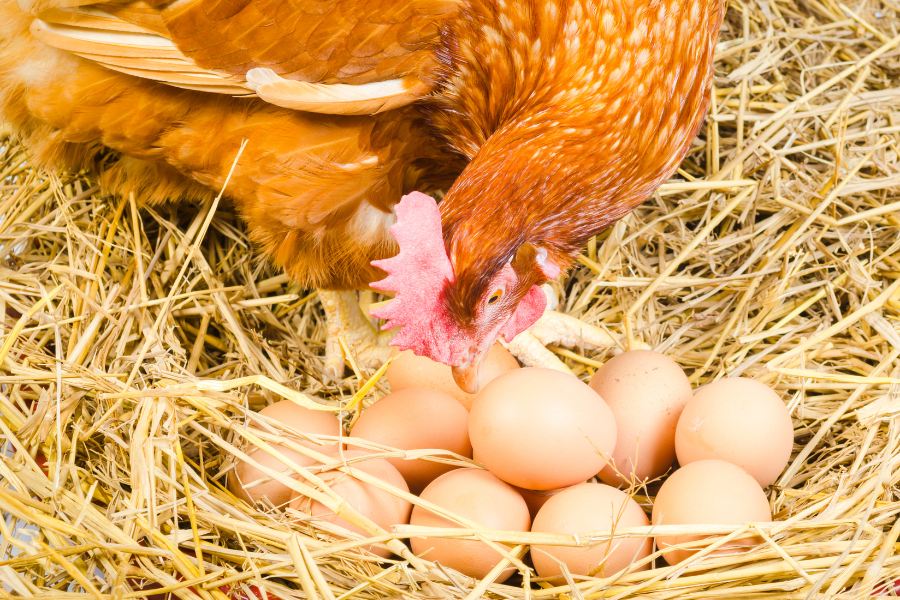 Chicken about to peck at a pile of eggs. 
