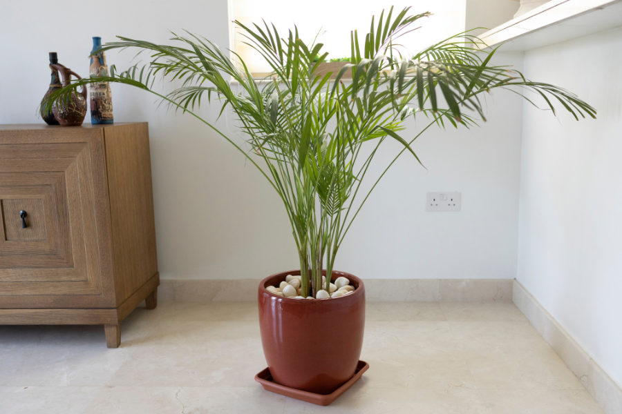 Palm Tree plant - one of six houseplants remove toxins