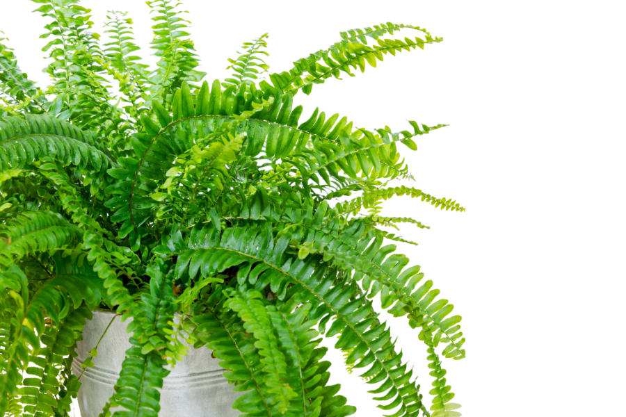 Boston Fern plant, one of six houseplants remove toxins