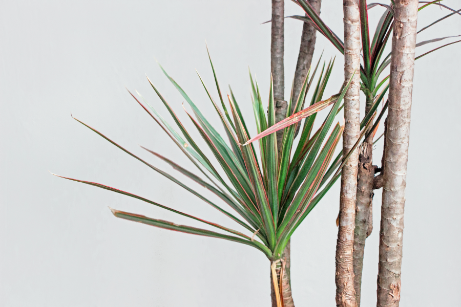 Dracaena plant, one of six houseplants remove toxins