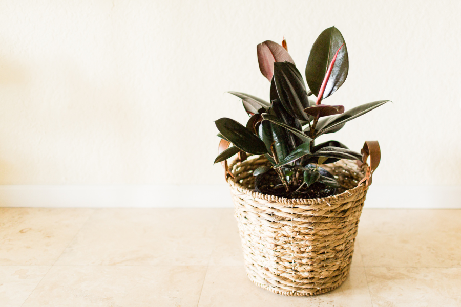 Rubber plant, one of six houseplants remove toxins