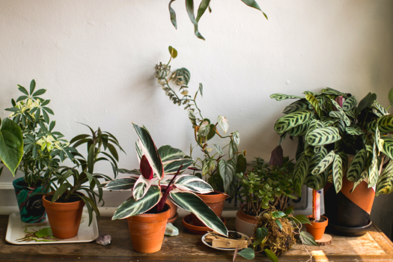 Can Houseplants Remove Toxins From Your Home?