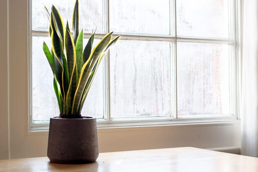 Snake plant, one of six houseplants remove toxins