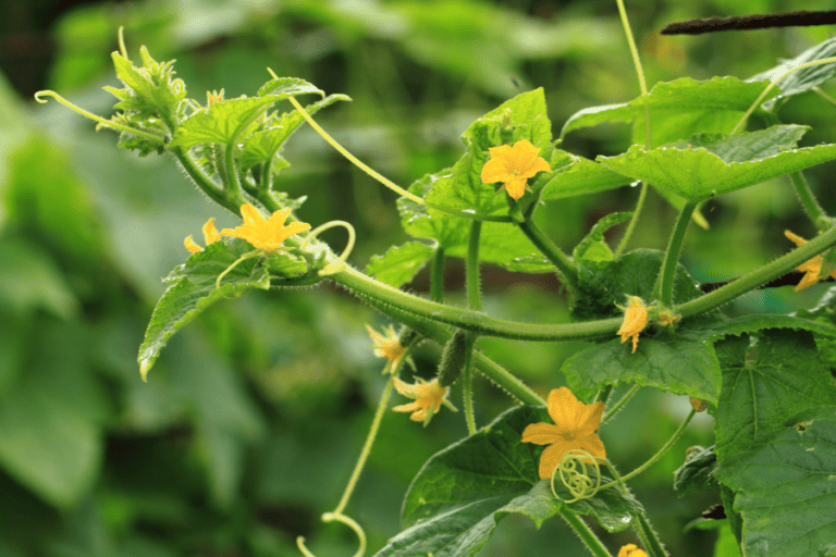 3 Reasons Why Your Vegetable Plants Have Flowers But No Fruit