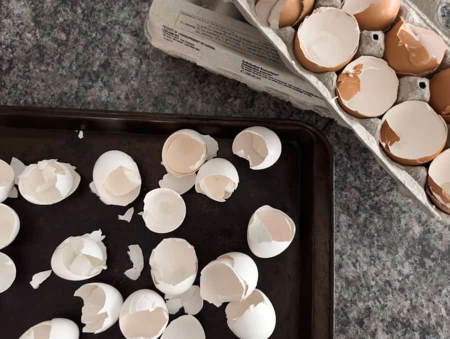 Eggshells on a baking sheet before going in the oven. 