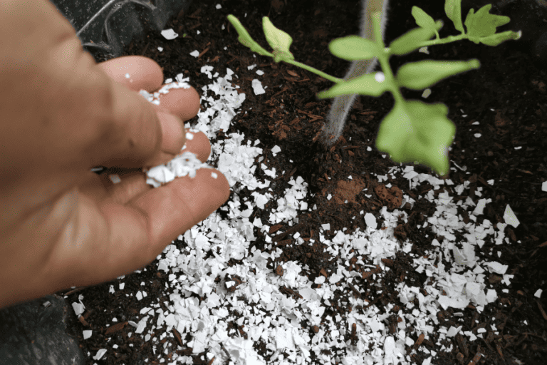 Can You Use Eggshells In Your Garden (3 Top Benefits)