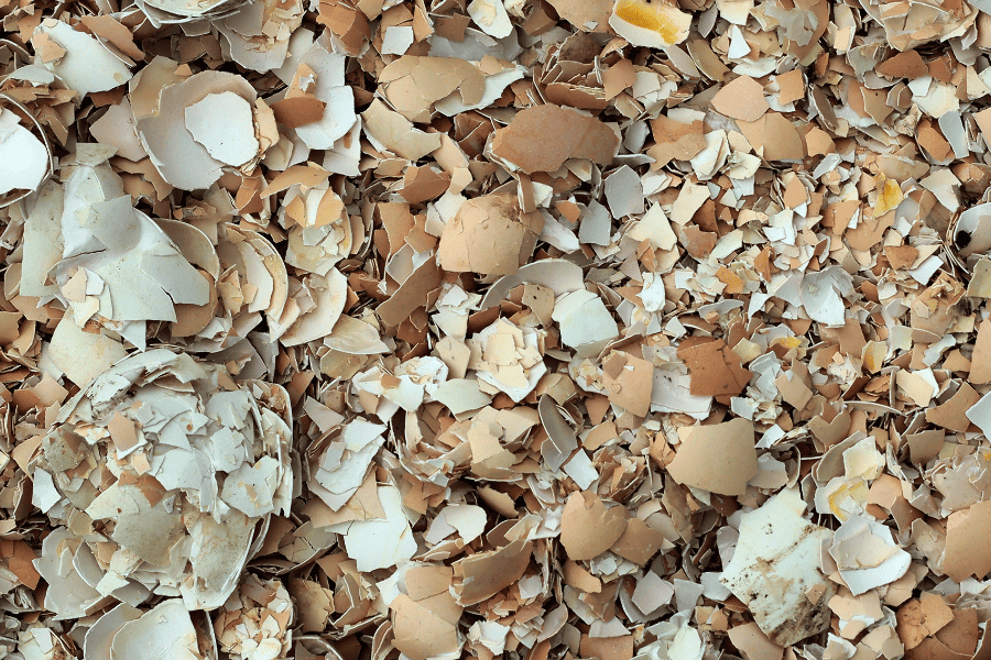 Crushed baked eggshells In Your Garden being baked on a baking sheet. 