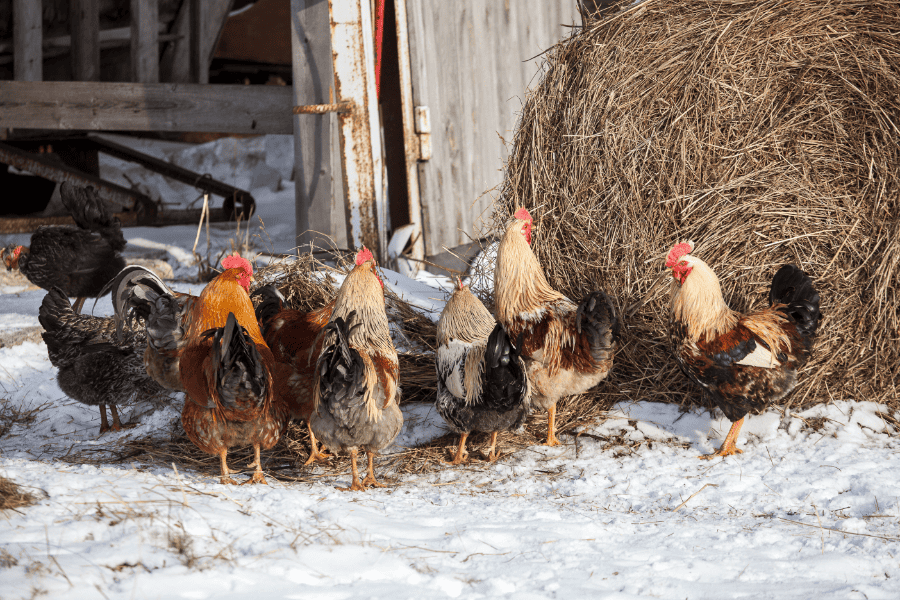 Flock of chickens outside in the snow, sticking together to help keep chickens warm.