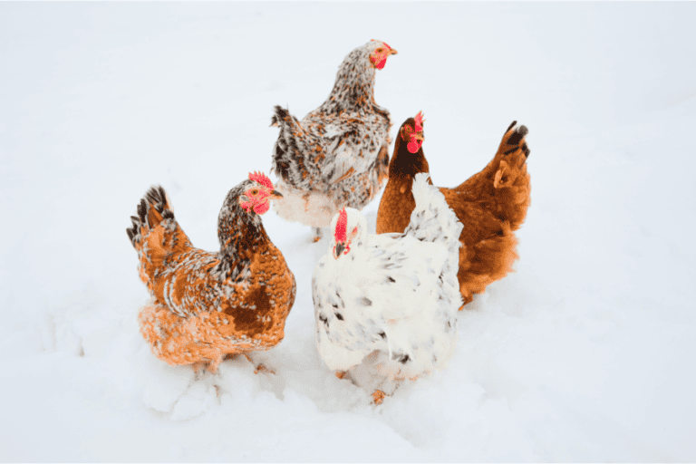 How To Keep Chickens Warm In The Winter (7 Methods)