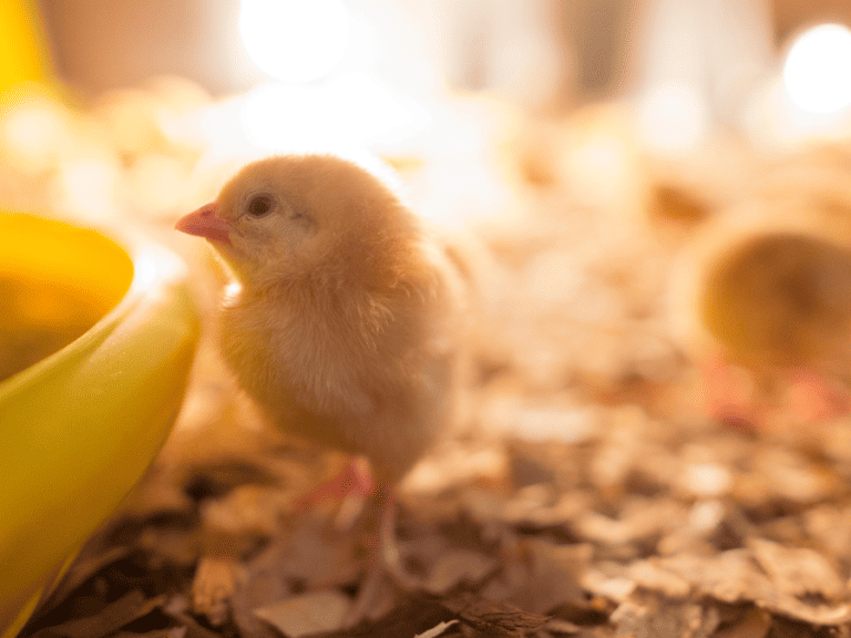 Where Is The Best Place To Keep Baby Chicks?
