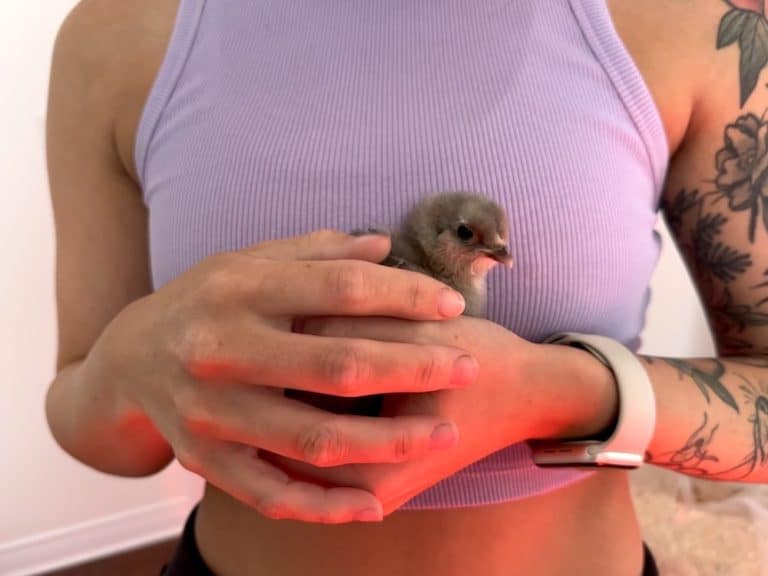 How Often Should You Hold Baby Chicks? + How To Hold Them