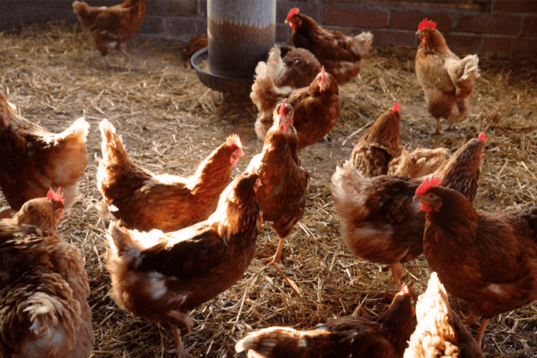 Can Chickens Stay In Their Coop All Day?
