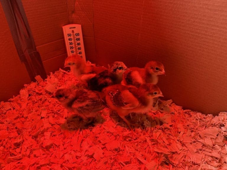 Do Baby Chicks Always Need A Heat Lamp?