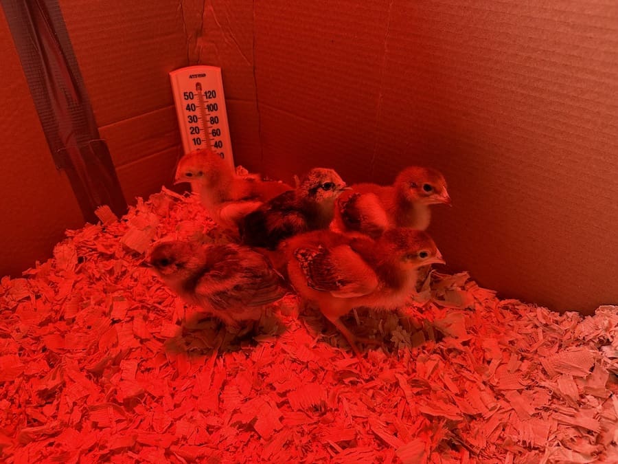 Our baby chicks under a red heat lamp.