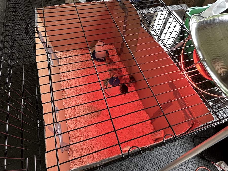 Our six baby chickens in a dog cage brooder with a heat lamp on it.