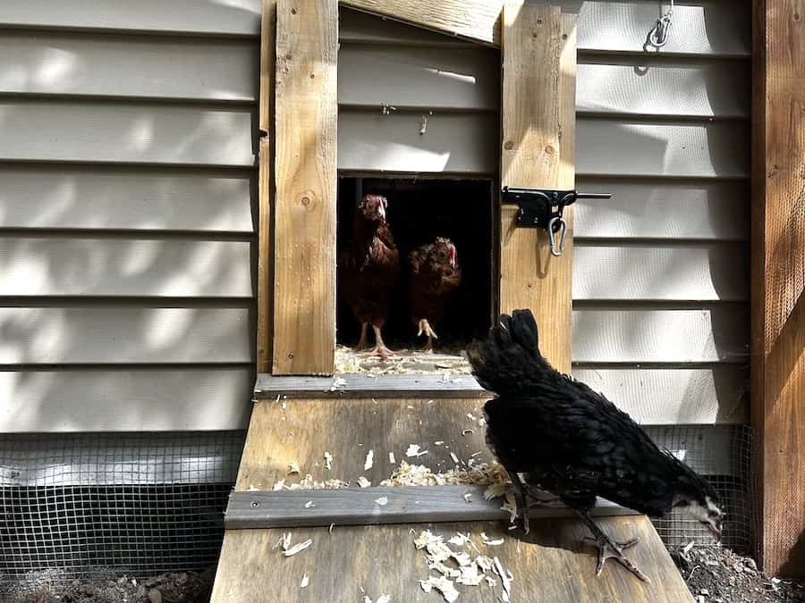 chickens coming out of a diy chicken coop door attached to our chicken run.