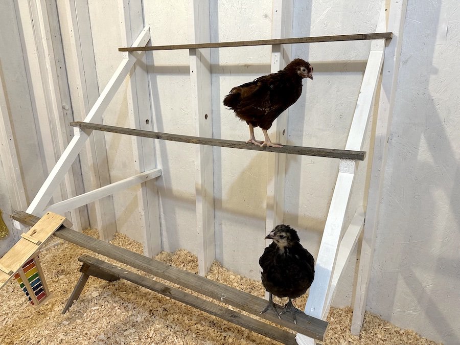 Two pullets on a DIY roosting bar inside a chicken coop. 