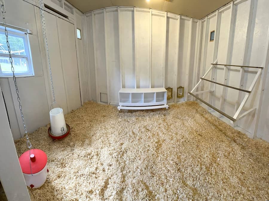 A large backyard chicken coop with pine shavings for bedding and insulation.