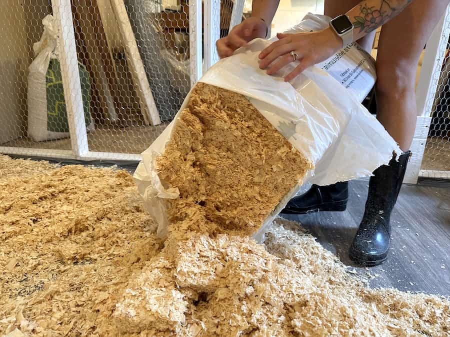 Adding pine shavings to chicken coop. 