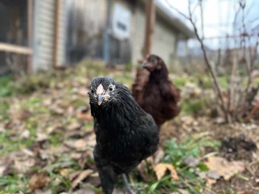 Ameraucanas, one out of the top to best chicken breeds for beginners. 