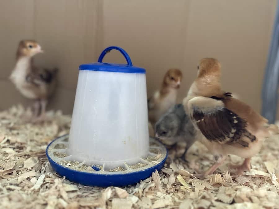 Baby chicks eating starter chicken feed