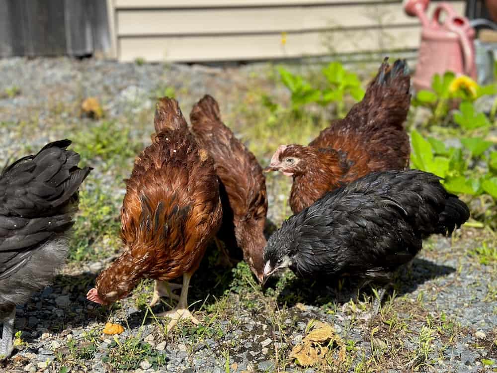 5 backyard hens eating weeds and pests out of the garden.
