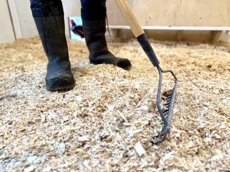 Using a rake to do the deep litter method in our chicken coop.