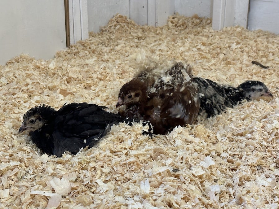 Three younger backyard chicken having a dust bath in pine shavings. 