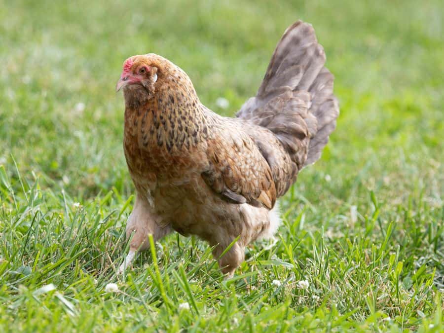 Easter Egger, one out of the top to best chicken breeds for beginners. 