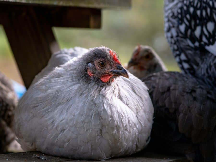 Lavender Orpingtons, one out of the top to best chicken breeds for beginners. 