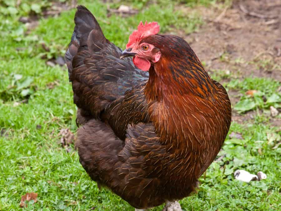 Rhode Island Reds, one out of the top to best chicken breeds for beginners. 