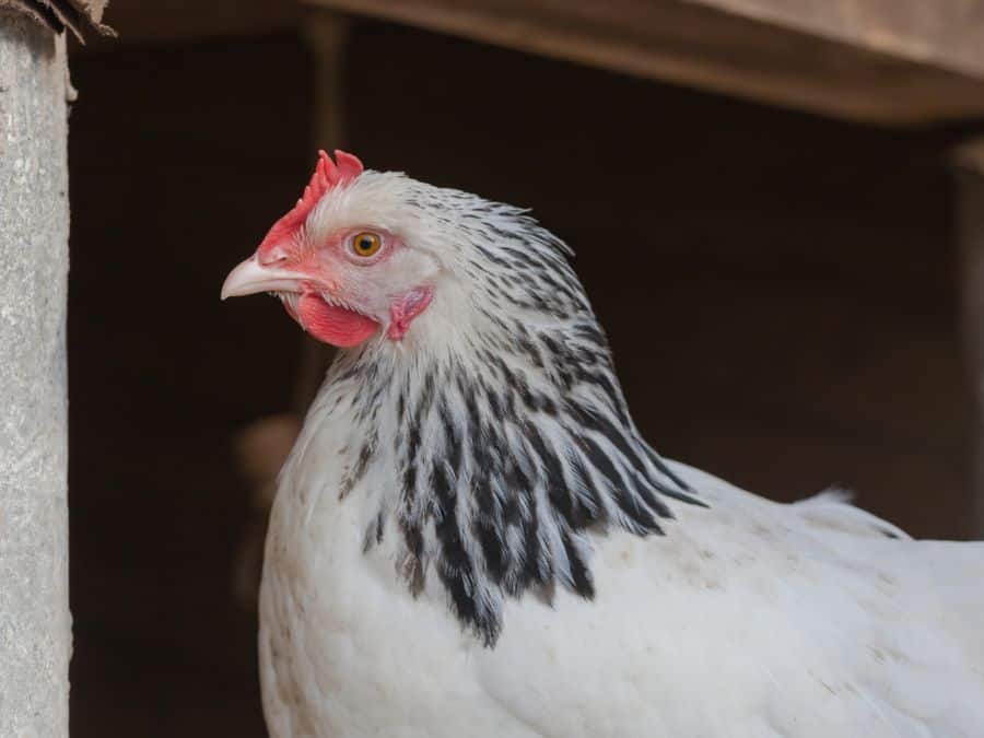 Sussex, one out of the top to best chicken breeds for beginners. 