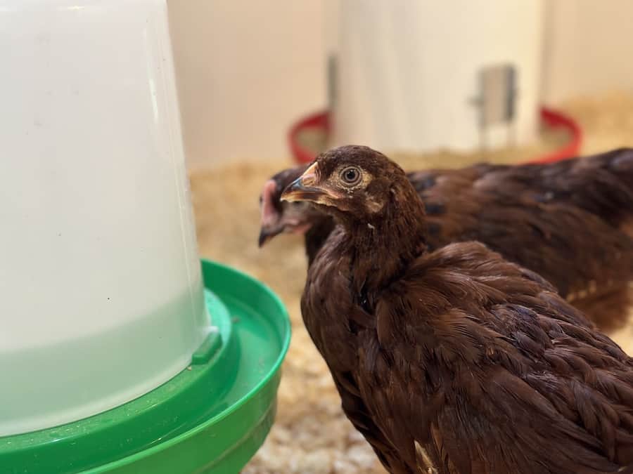 Rhode Island Red backyard chicken standing at heated waterer with another chicken in the background.