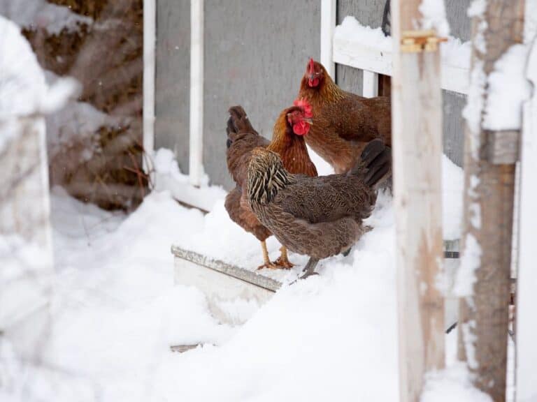 Winterizing Your Backyard Chicken Coop: A Complete Guide